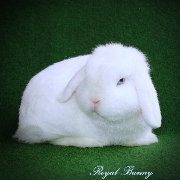 -- -- -- -- -- vv BEW royal bunny tenyészet mini kosorrú nyúl