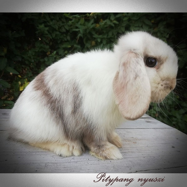 A- bb cchd- D- ej- havanna rhön mini kosorrú nyúl pitypang nyúltenyészet