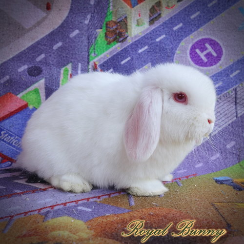 -- -- cc -- -- REW albínó fehér piros szemű royal bunny tenyészet mini kosorrú nyúl
