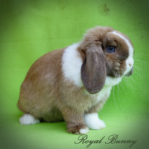 EGYÉB aa B- C- dd ee Enen vv kék türingiai holland tarka jegyekkel royal bunny tenyészet mini kosorrú nyúl