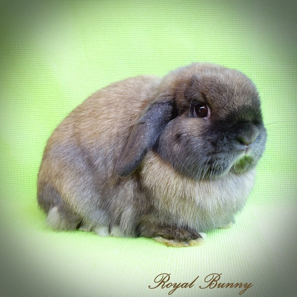 aa B- C- D- ee türingiai nyúl royal bunny tenyészet mini kosorrú nyúl