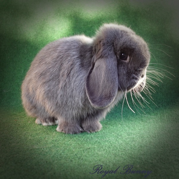 aa B- C- dd E- kék royal bunny mini nyuszi tenyészet