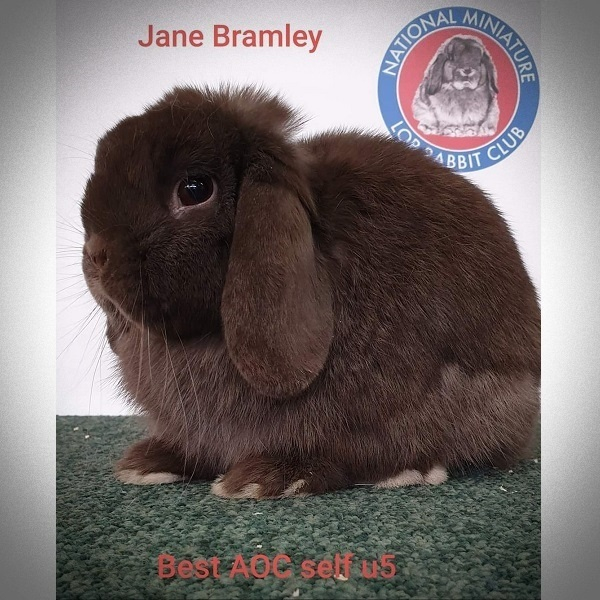 aa bb C- D- E- havanna jane bramley anglia upton's lop