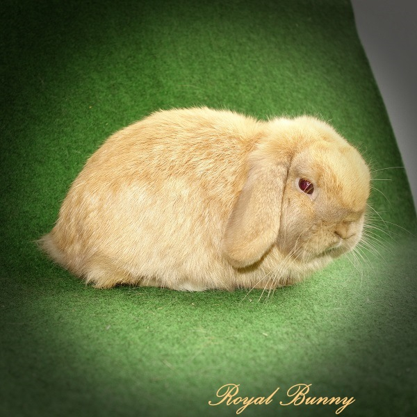 aa bb C- D- ee havanna türingiai royal bunny mini nyuszi