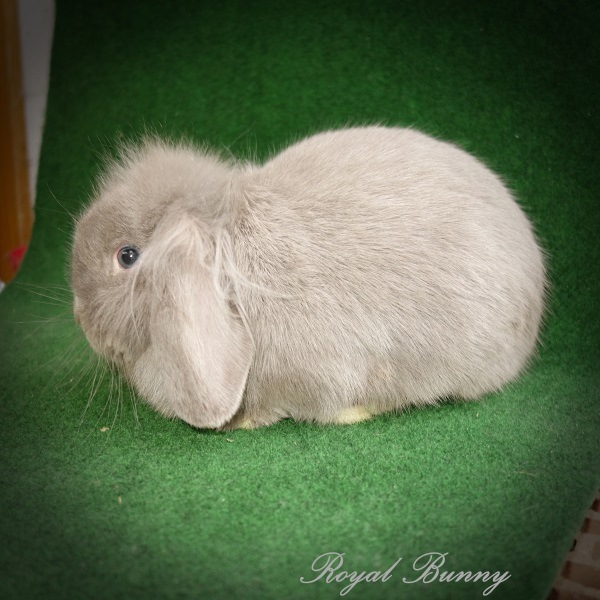 aa bb C- dd E- lila royal bunny tenyészet