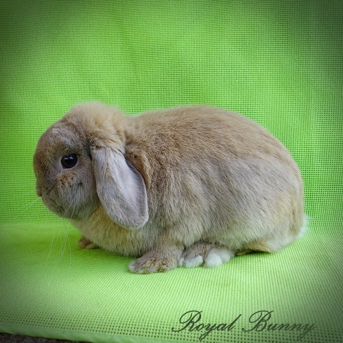 aa bb C- dd ee lila türingiai separátor mini kosorrú nyúl royal bunny tenyészet