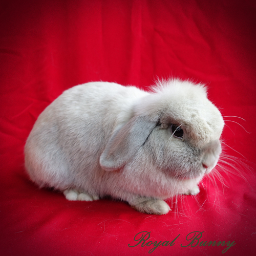 aa bb cchl dd ee lila sziámi mini kosorrú nyúl royal bunny tenyészet