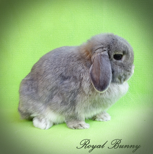 ../aldomainek/kepek6/nyulszingenetika/vadas_-a--_-agouti-/a-_b-_c-_dd_e-_opál_mini_kosorrú_nyúl_royal_bunny_nyúltenyészet