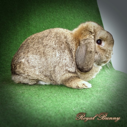 ../aldomainek/kepek6/nyulszingenetika/vadas_-a--_-agouti-/a-_b-_c-_d-_e-_vadas_agouti_mini_kosorrú_nyúl_royal_bunny_nyúltenyészet