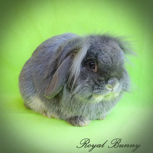 at- B- C-dd E- kék vidra royal bunny tenyészet
