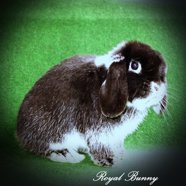 at- B- cchd- D- E- fehér szálkás fekete nyúl william royal bunny mini kosorrú nyúl 500