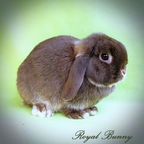 at- bb C- D- E- havanna vidra mini kosorrú nyúl royal bunny