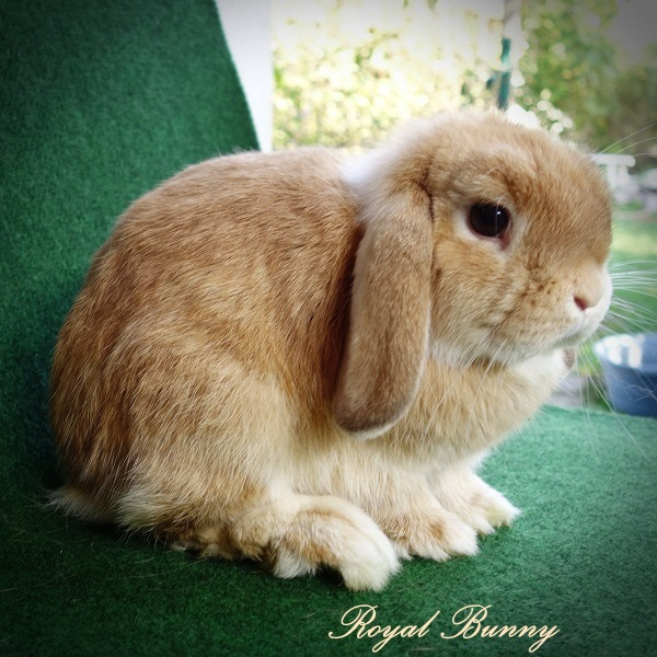 at- bb C- D- ee havanna türingiai vidra royal bunny mini nyuszi tenyészet
